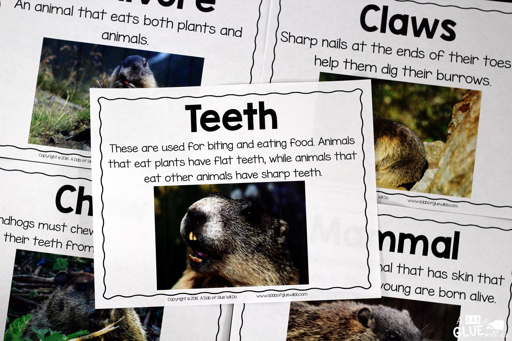 groundhog facts animal study -